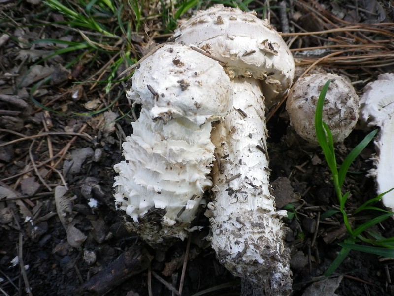 Amanita vittadini v, codinae?